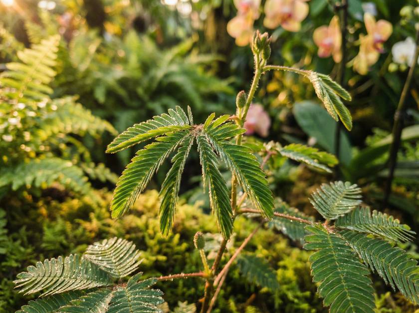 黑料含羞草视频